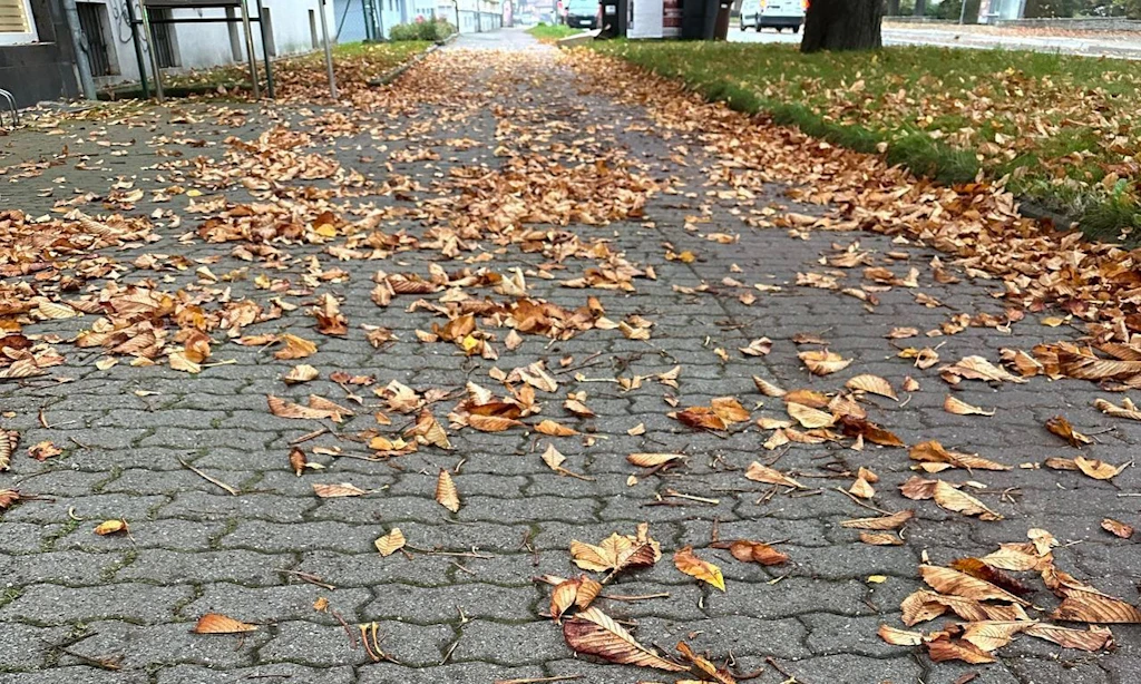 Laub im Herbst: Stralsund verteilt für die Beseitigung städtischer Blätter kostenlose Papiersäcke (Symbolbild).
