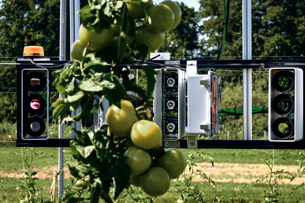 Im Potsdamer Fieldlab erfassen Laserscanner und Wärmebildkameras Tomaten. Forscher des ATB entwickeln so ein System, das Hitzeschäden an Früchten frühzeitig erkennen soll.