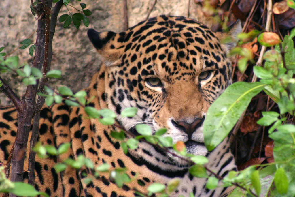 Ein Jaguar in Mexiko. Bei der Interpol-Operation stellten die Behörden dort unter anderem Jaguare und andere Großkatzen sicher.