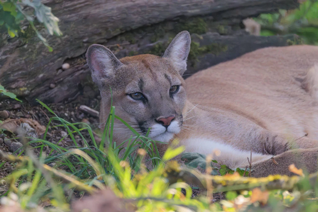 Ein Puma im Gras: Im Notzinger Moos bei Oberding könnte eine solche Raubkatze unterwegs sein – bestätigt ist das bislang nicht.