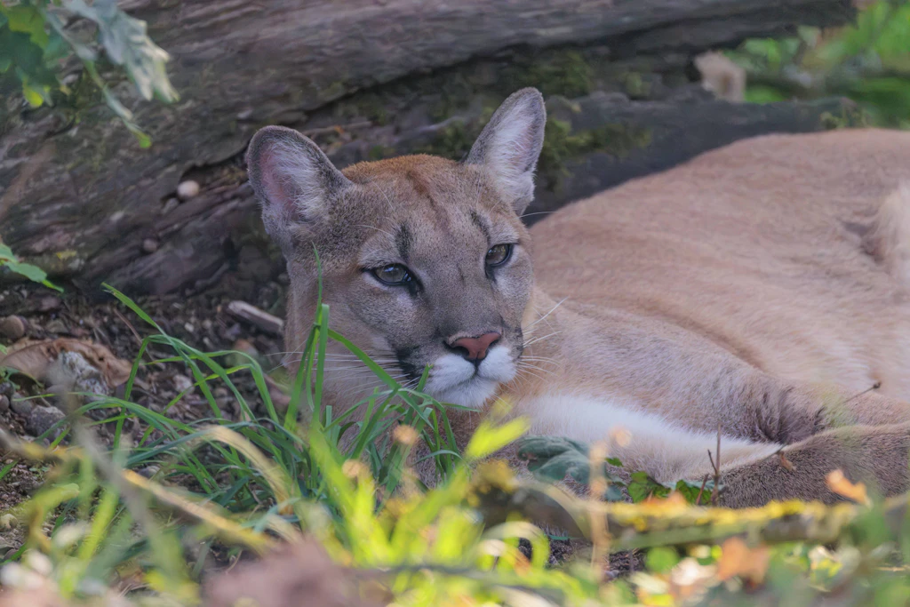 Puma bei München: Polizei sucht fieberhaft – PETA sagt, ein Ausbruch wäre „keine Überraschung“