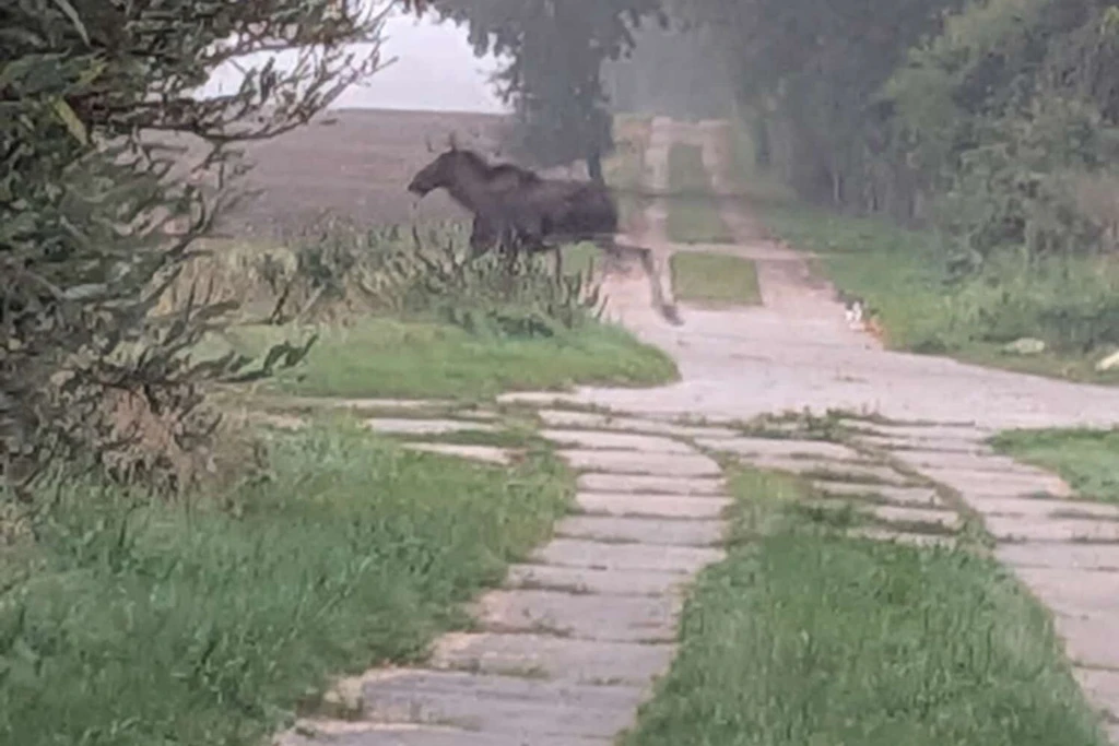 Ein Elch steht auf einem Feldweg in Mecklenburg-Vorpommern. Elche gelten als seltene Gäste in Deutschland.