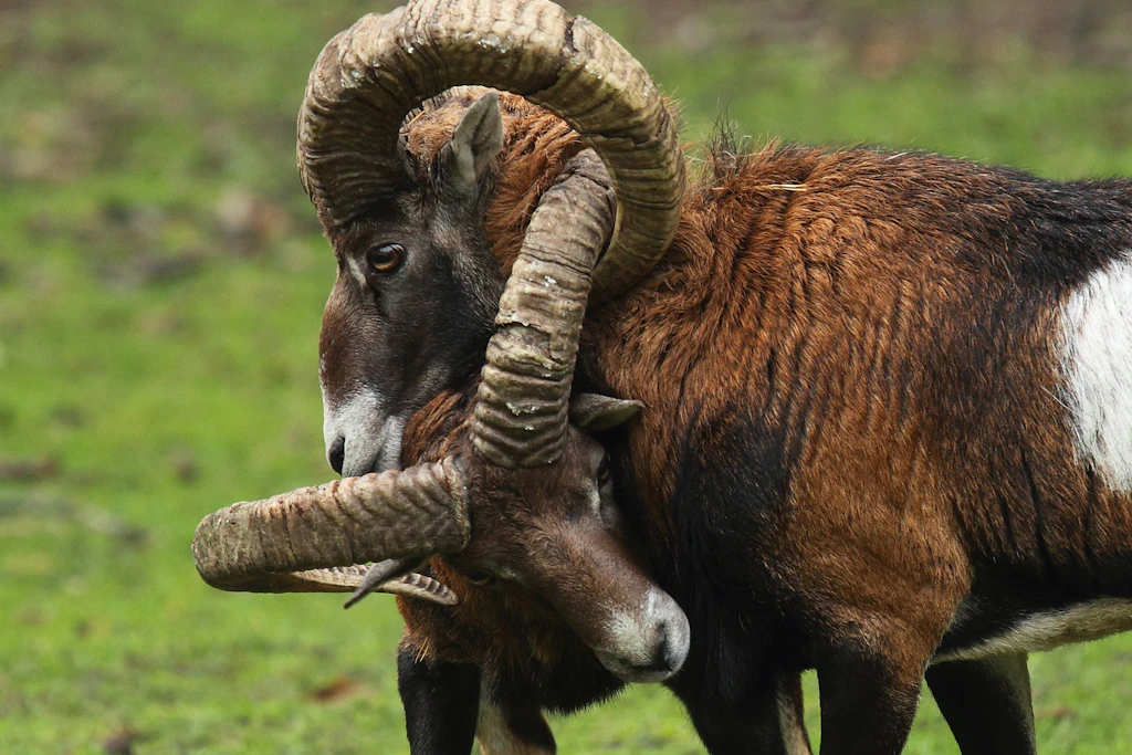 Zwei Mufflon-Widder stecken die Köpfe zusammen. Bei Hausschafen bevorzugen rund acht Prozent der Widder dauerhaft männliche Partner. (Symbolbild)