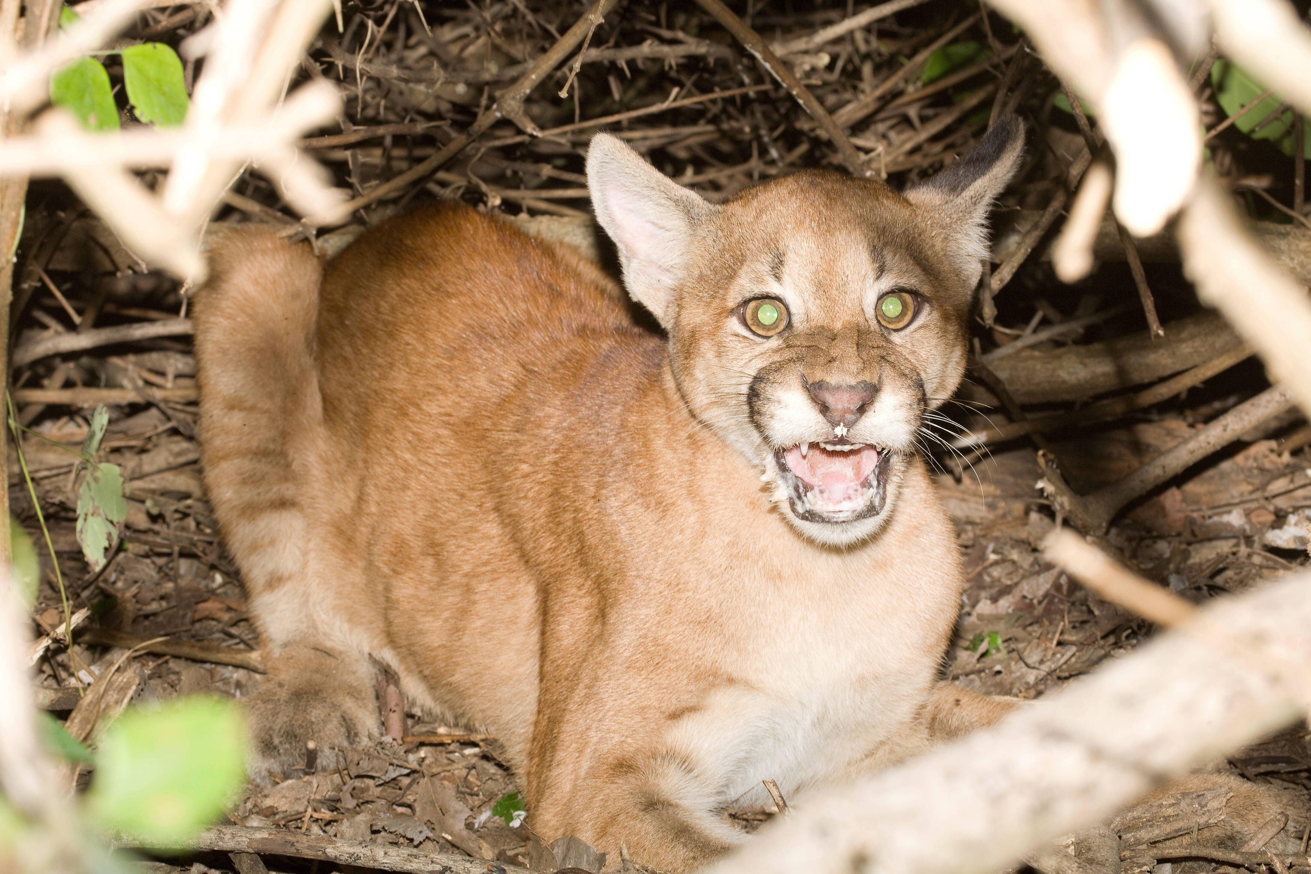 Erst Löwin, jetzt Puma! Das kommt uns tierisch bekannt vor