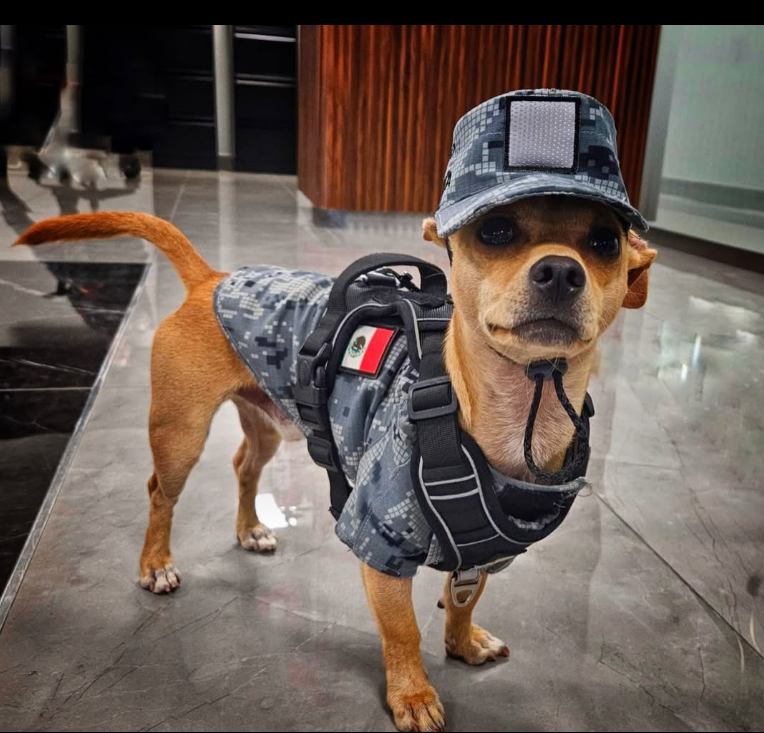 Dieser Chihuahua hat jetzt einen Job bei der Nationalgarde