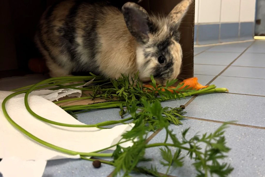 Das Kaninchen hinter den Gittern der Polizeigewahrsamszelle in Güstrow.