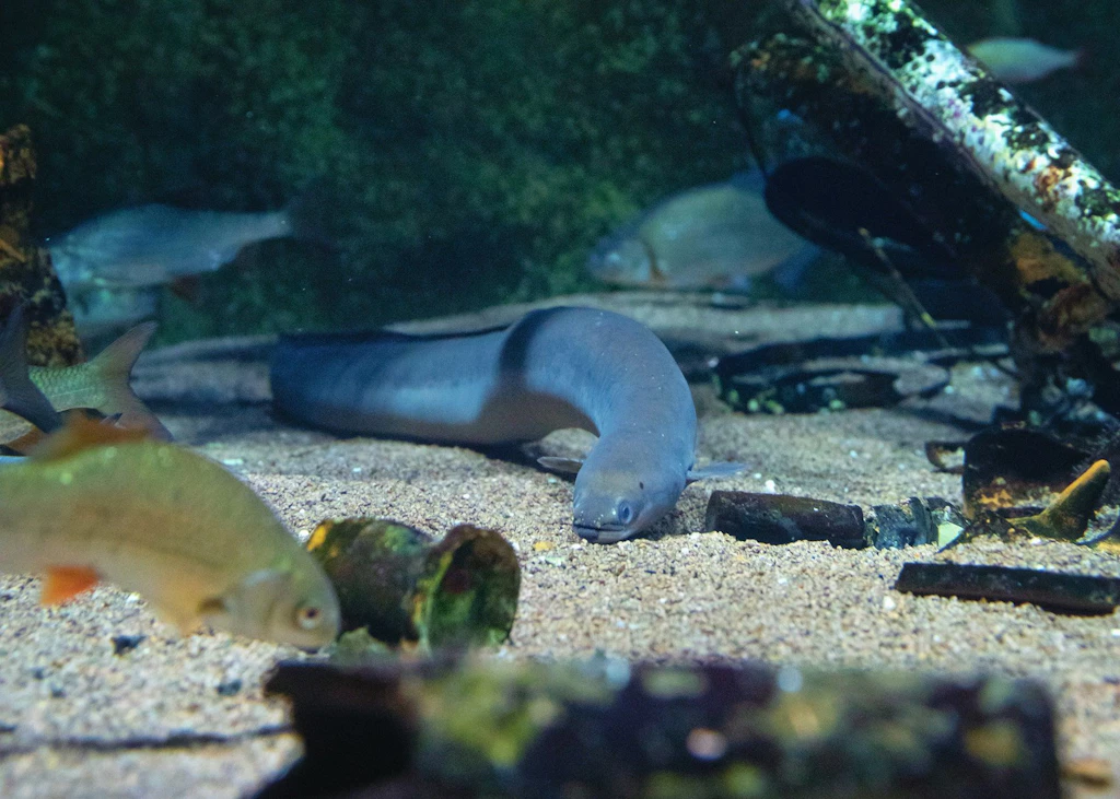 Herbstferien im Ozeaneum: Ein Europäischer Flussaal passt zur Lesung mit Finn-Ole Heinrich und seinem Buch „Aali muss los“.