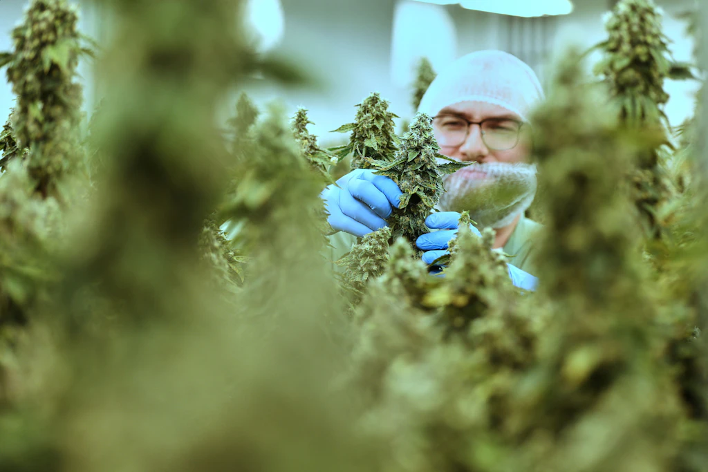 Das Unternehmen Aurora baut in Leuna seine Produktion aus.