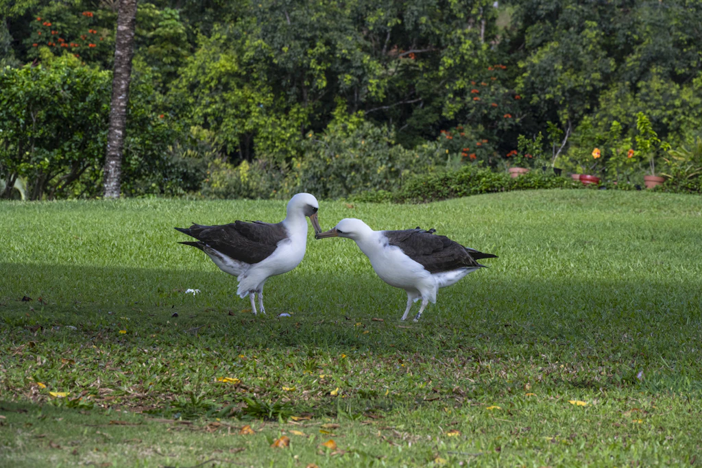 Ein Paar Laysan-Albatrosse auf Hawaii. Ob Männchen oder Weibchen, lässt sich bei dieser Art von außen kaum erkennen, erst ein Gentest brachte Klarheit. (Symbolbild)