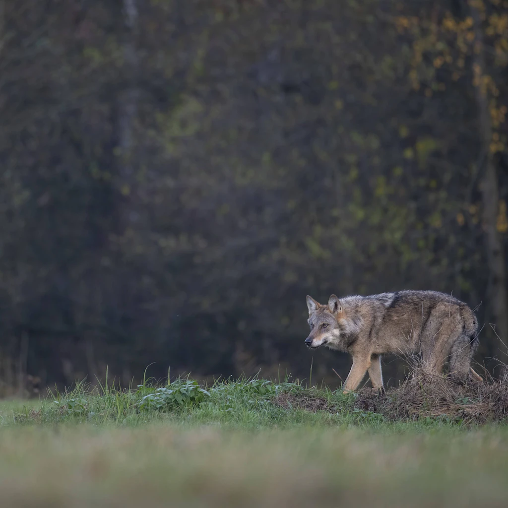 Neues Wolfsterritorium an der Grenze zu Thüringen ausgewiesen