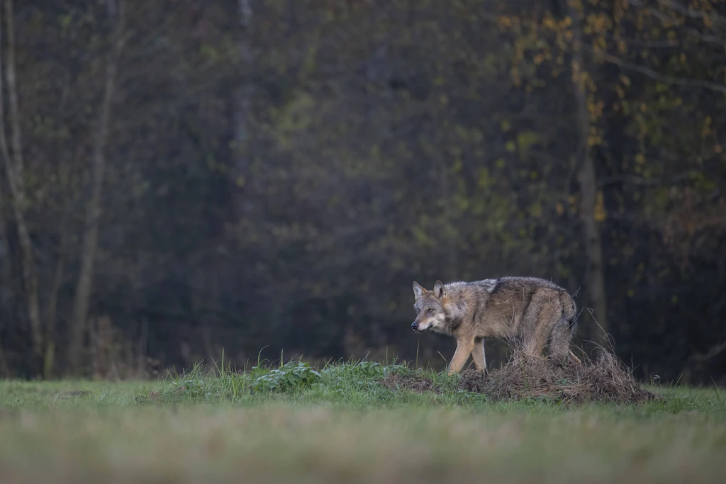 Neues Wolfsterritorium an der Grenze zu Thüringen ausgewiesen