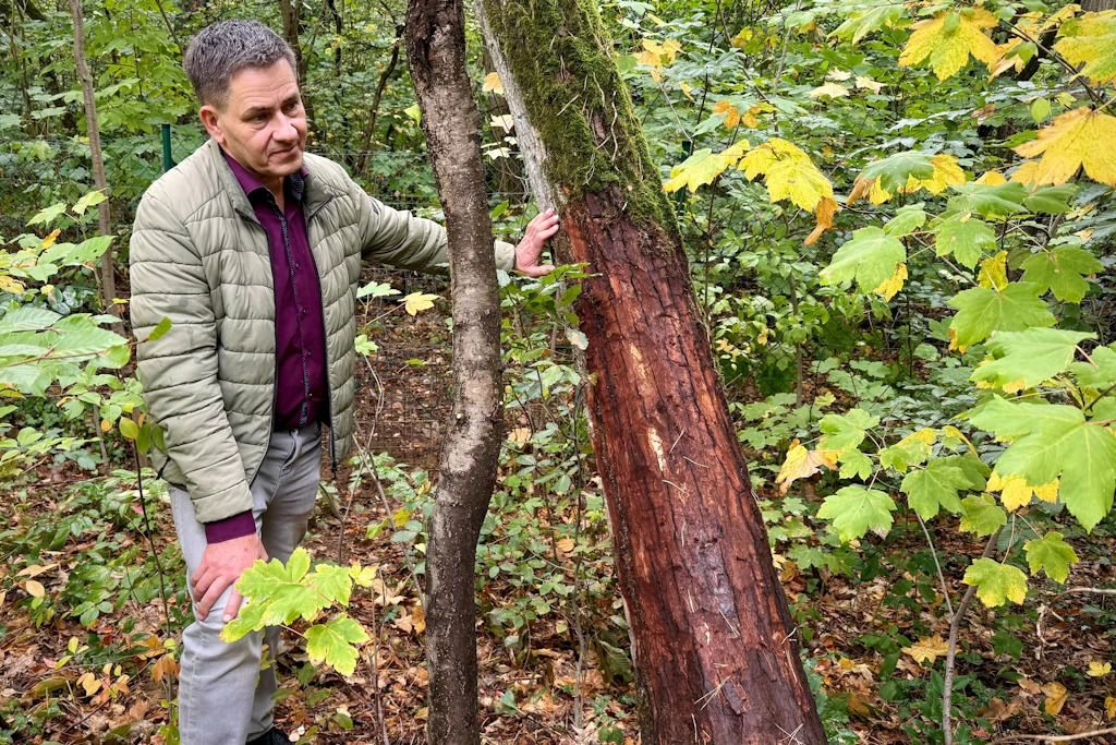 Die Köderstelle: Olaf Ihlefeld am Baumstamm mit dem Lockmittel für die Wildschweine