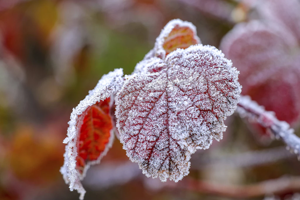 Raureif auf Herbstlaub: Zum Dienstag droht in Teilen Deutschlands Frost – zur Wochenmitte sind im Südwesten wieder 20 Grad möglich. (Symbolbild)