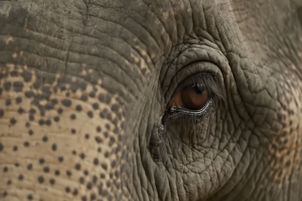 Der Film „The Recce“ erzählt über Uganda, die Geschichte und afrikanische Tierwelt.