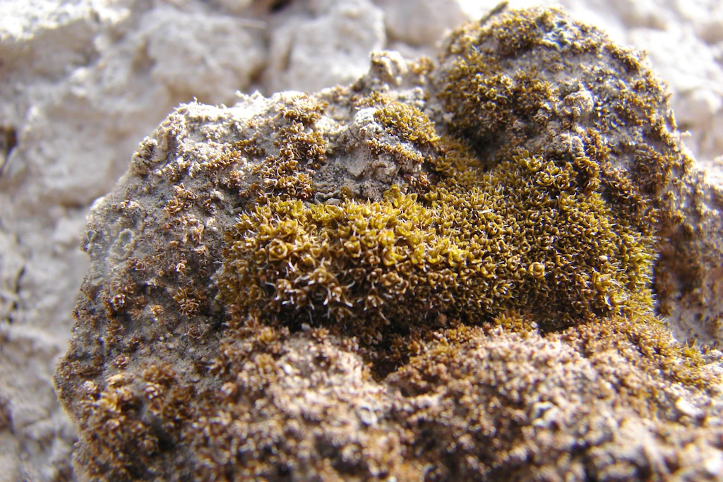 Das Wüstenmoos Syntrichia caninervis stammt unter anderem aus der Gurbantunggut-Wüste in Xinjiang und bildet dort Teile biologischer Bodenkrusten.
