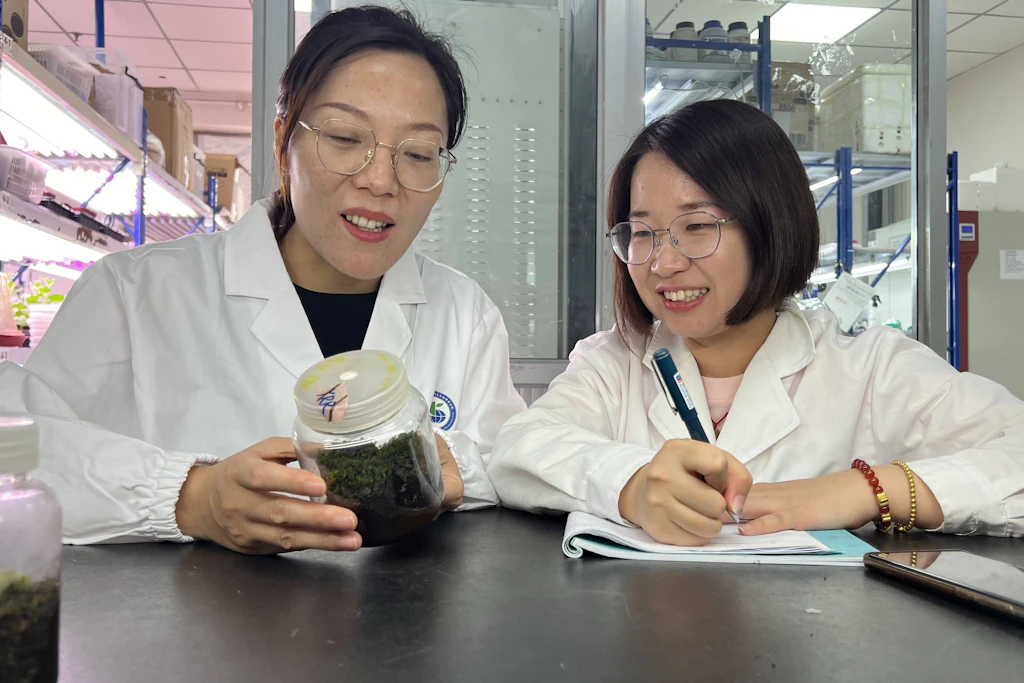 Die Forscherin Li Xiaoshuang (links) bespricht mit einer Studentin in Ürümqi, China, die Widerstandsfähigkeit des Wüstenmooses Syntrichia caninervis gegen extreme Umweltbedingungen.