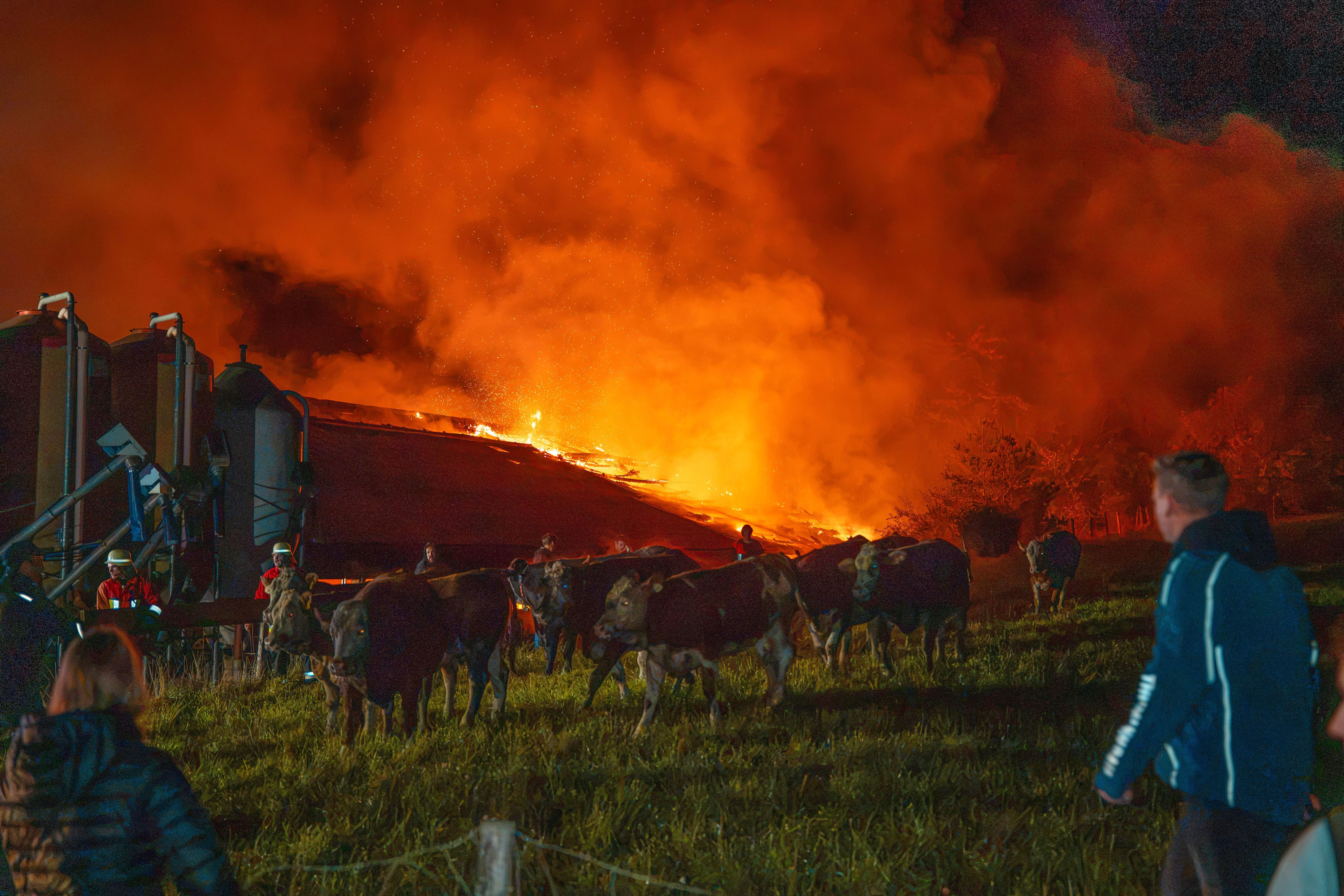Großbrand mit Millionenschaden in der Nacht: Kühe sterben im brennenden Stall
