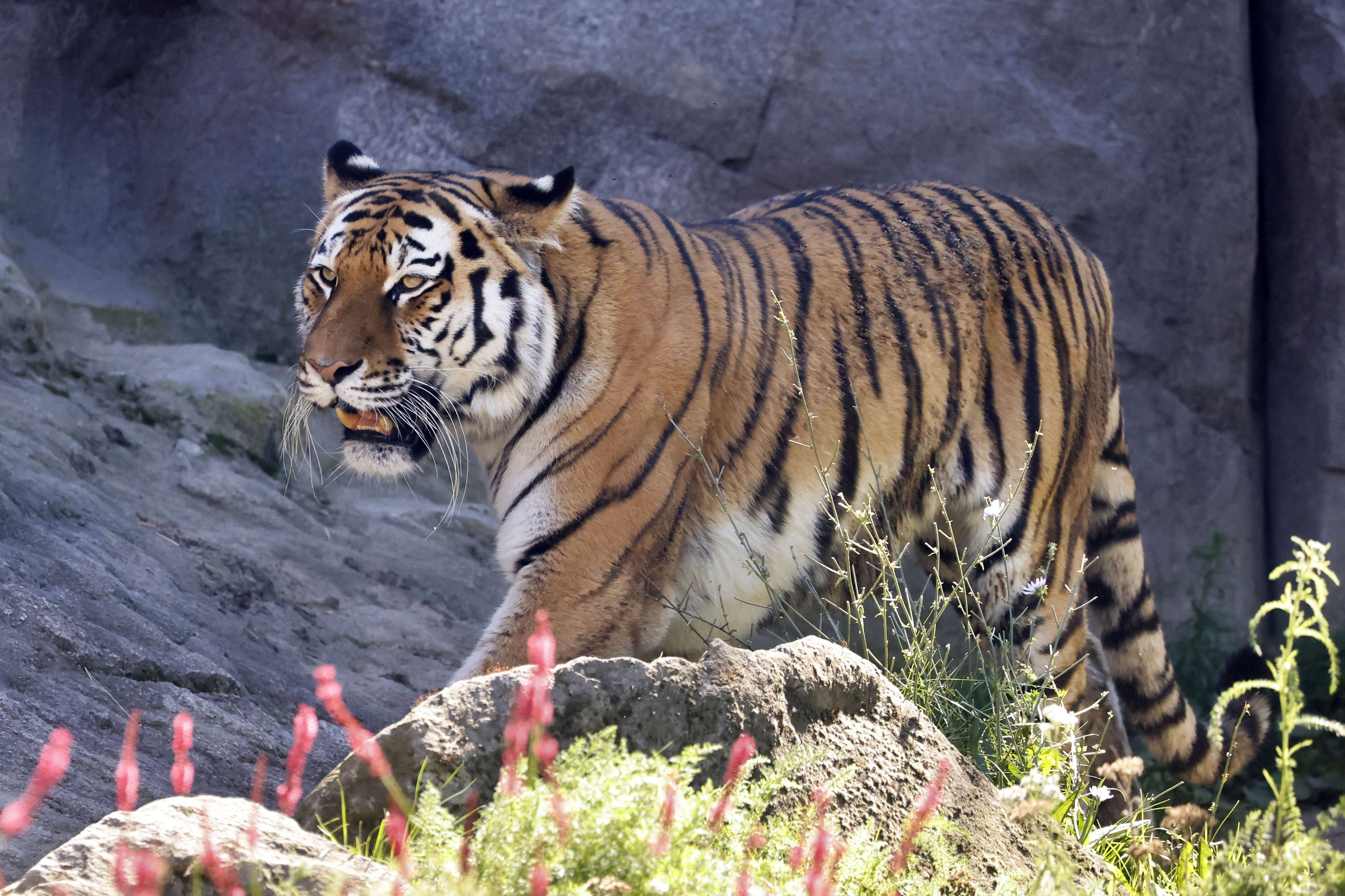 Horror im Zoo: Mann steigt in Tigergehege – und wird totgebissen