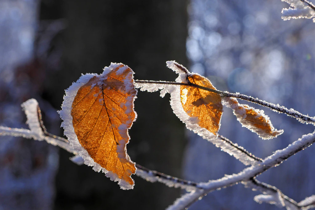 Raureif auf Herbstlaub: In der Nacht zum Dienstag kann es in Teilen Deutschlands am Boden bis zu minus 5 Grad kalt werden (Symbolbild)
