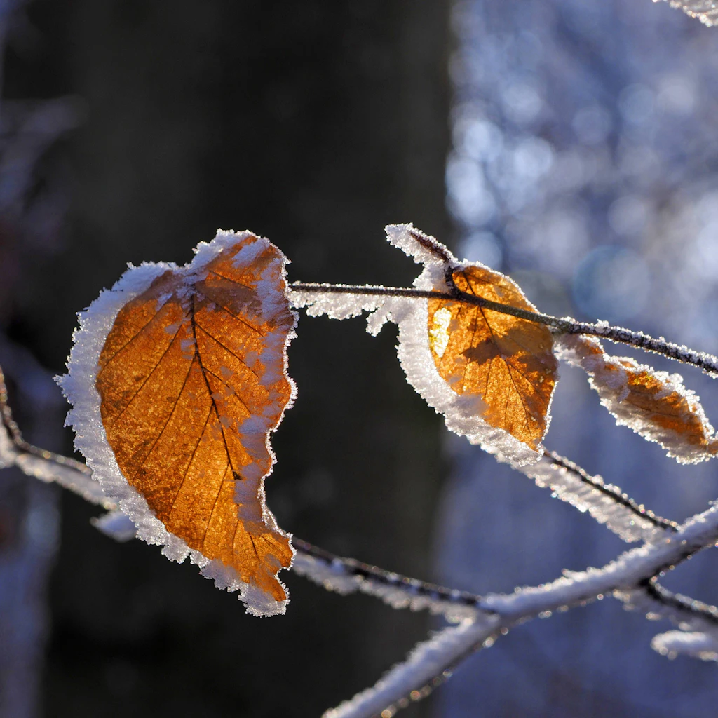 Bodenfrost bis minus 5 Grad: In der Nacht zum Dienstag friert es von Bayern bis Brandenburg