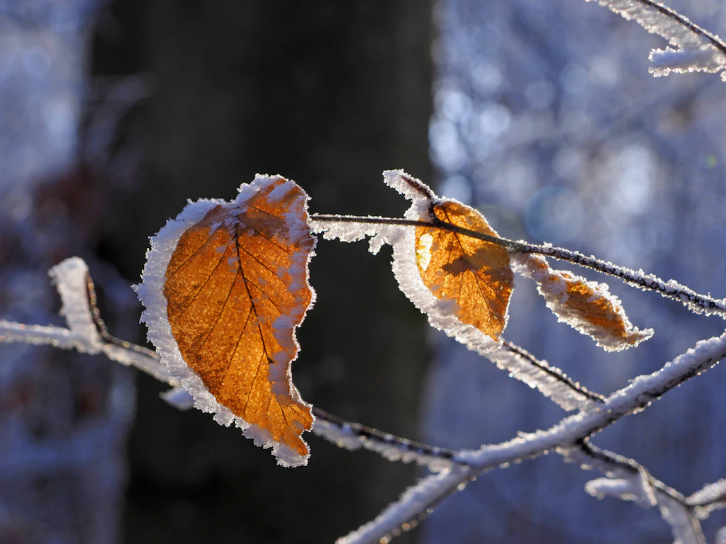 Bodenfrost bis minus 5 Grad: In der Nacht zum Dienstag friert es von Bayern bis Brandenburg