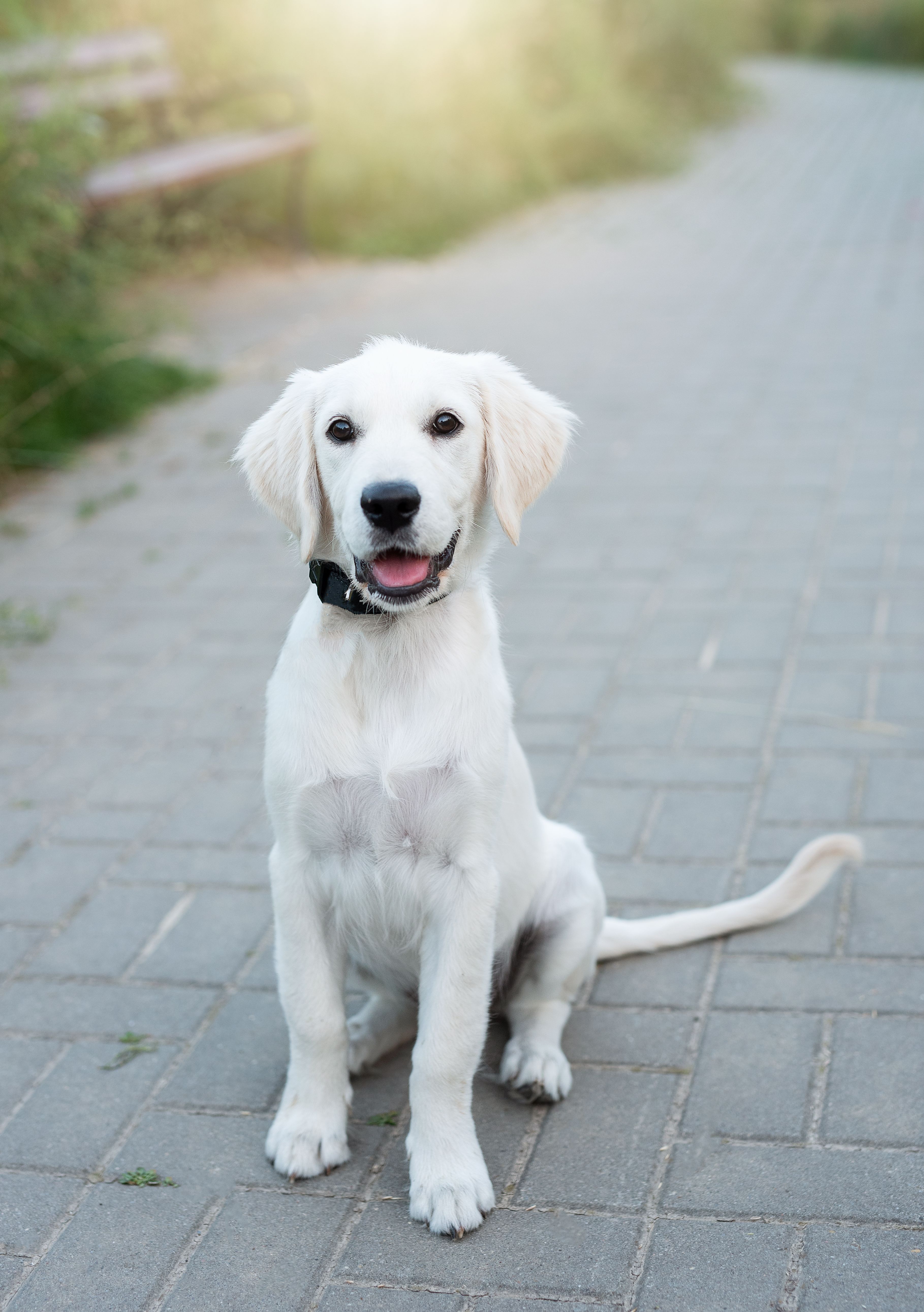 Hundenamen finden: Auf diese Namen hören Hunde am besten