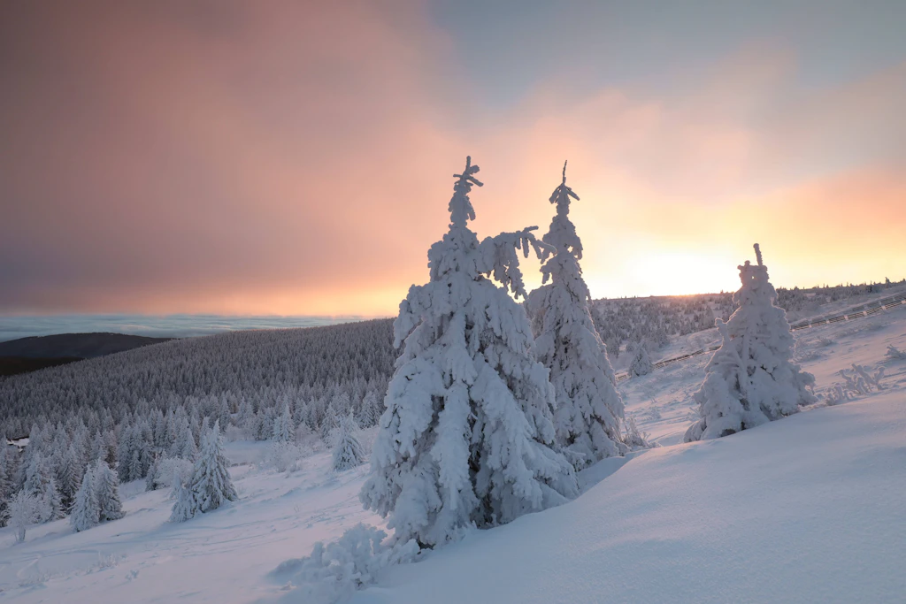 Schwer verschneite Fichten bei Sonnenaufgang im Mittelgebirge: In den Hochlagen ist Schnee zu Weihnachten deutlich wahrscheinlicher als im Flachland. (Symbolbild)