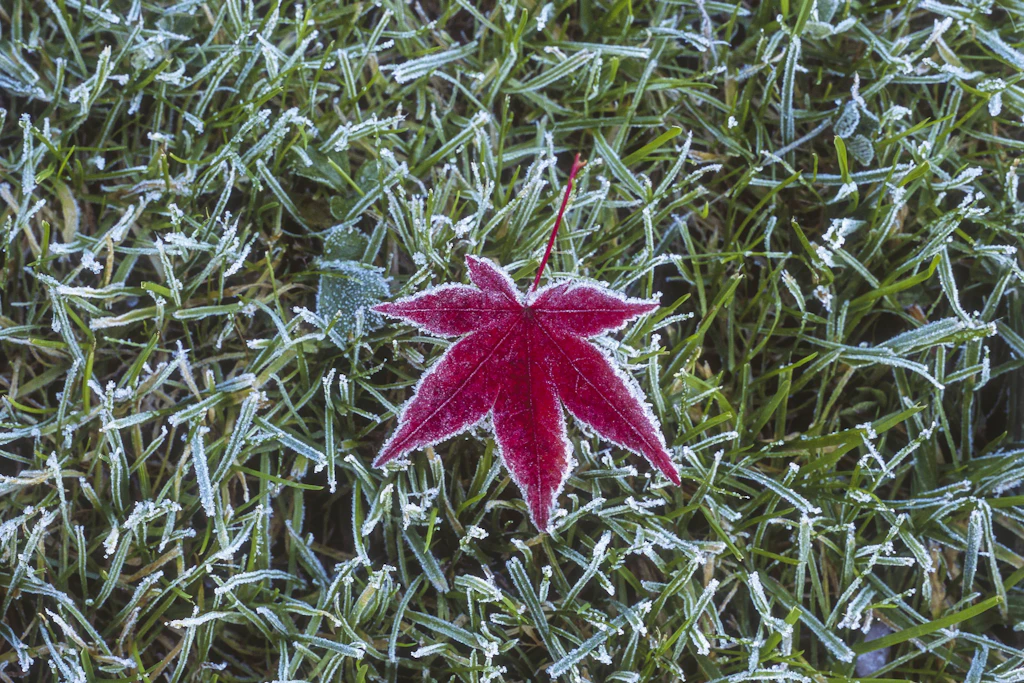 Raureif auf einem Ahornblatt: In der Nacht zu Dienstag sinken die Temperaturen örtlich bis 0 Grad, bis Donnerstag sind dann wieder bis zu 23 Grad möglich. (Symbolbild)