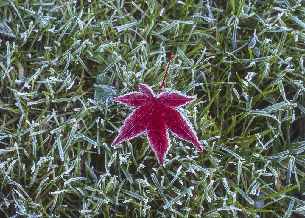Wetter-Karussell: Heute Nacht Frost, Donnerstag 23 Grad – am Sonntag folgt der Absturz