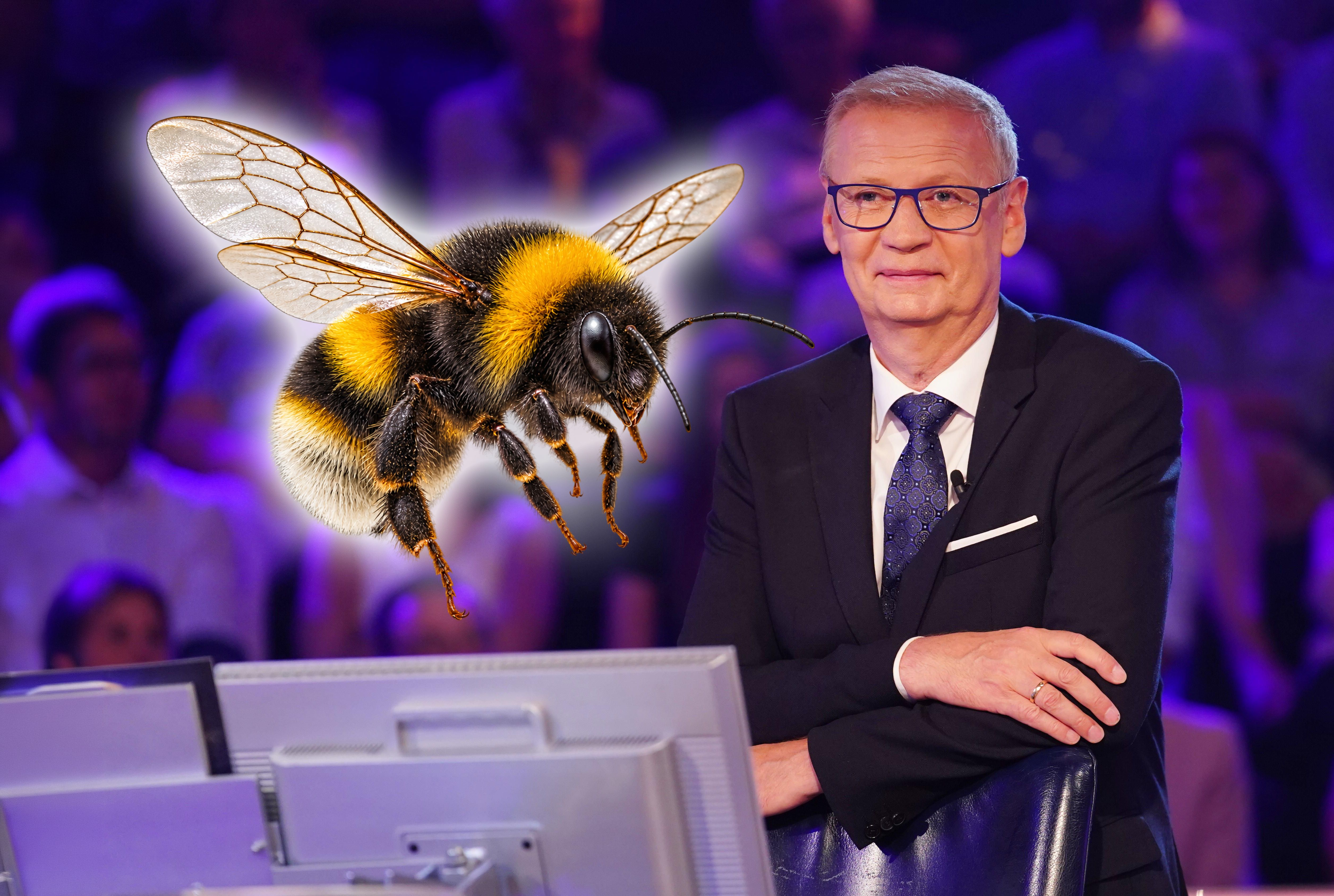 Hummeln und Wildbienen sorgen für Nervenkitzel bei „Wer wird Millionär?“