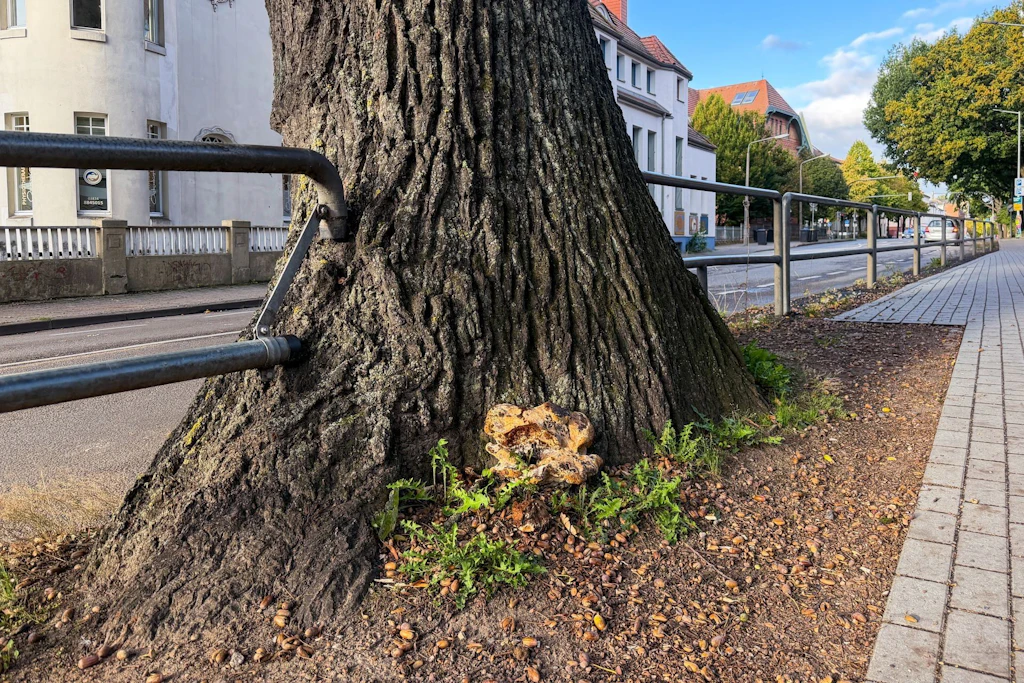 Greifswald fällt alte Eiche an der Goethestraße