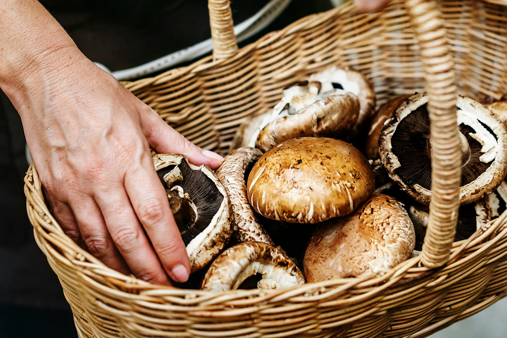 Steinpilze, Pfifferlinge und andere Waldpilze haben Saison – doch beim Sammeln ist Vorsicht geboten.