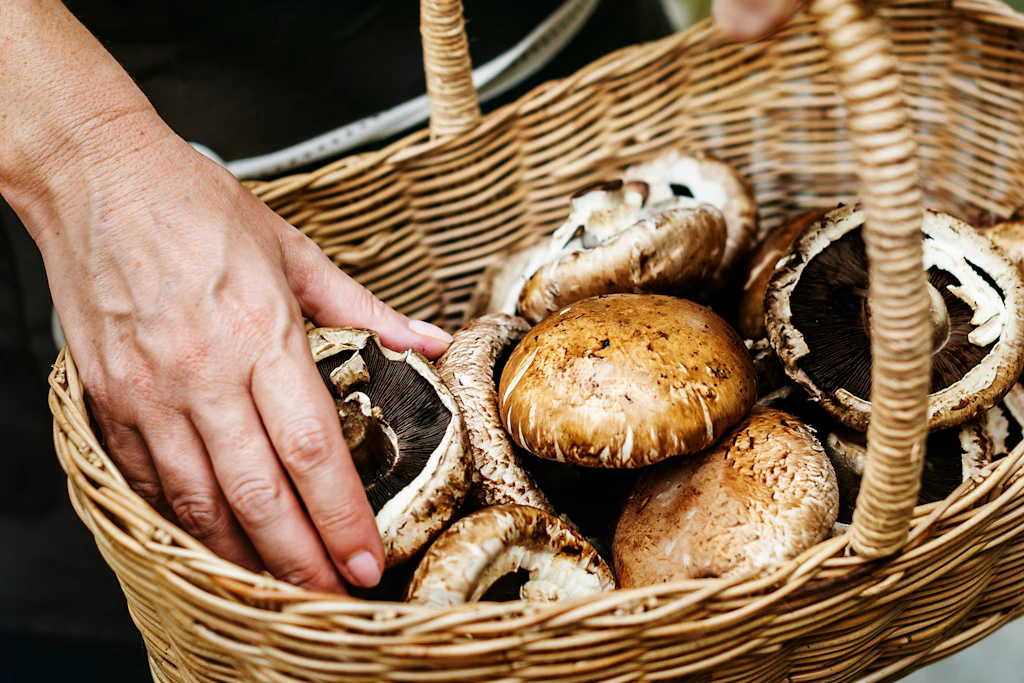 Steinpilze, Pfifferlinge und andere Waldpilze haben Saison – doch beim Sammeln ist Vorsicht geboten.