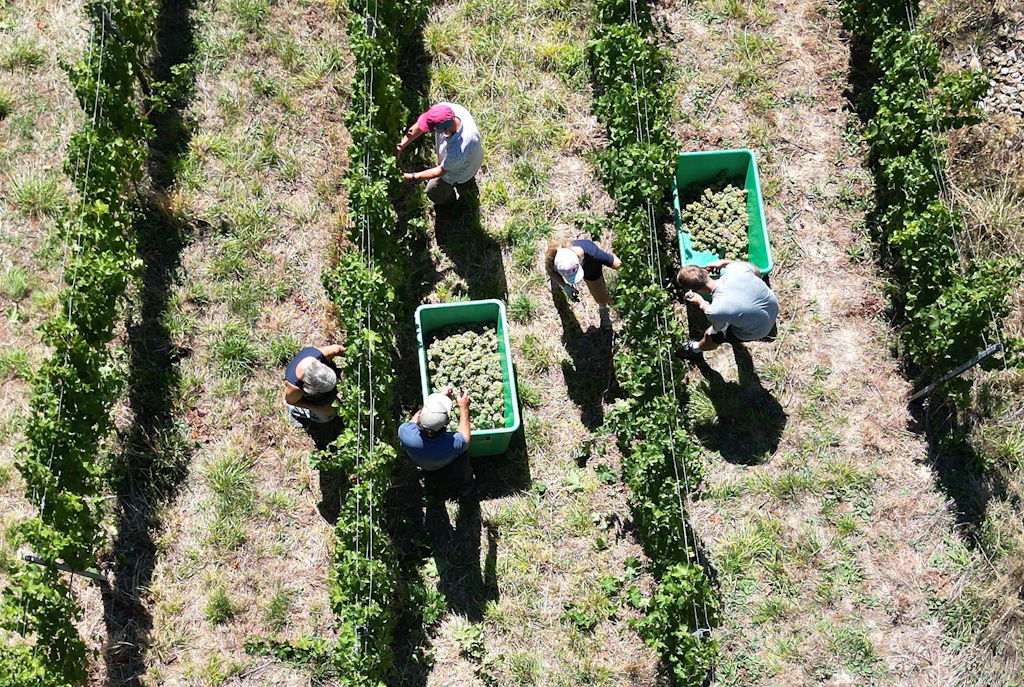 Deutsches Weininstitut korrigiert Prognose nach oben: So groß fällt die Weinernte aus