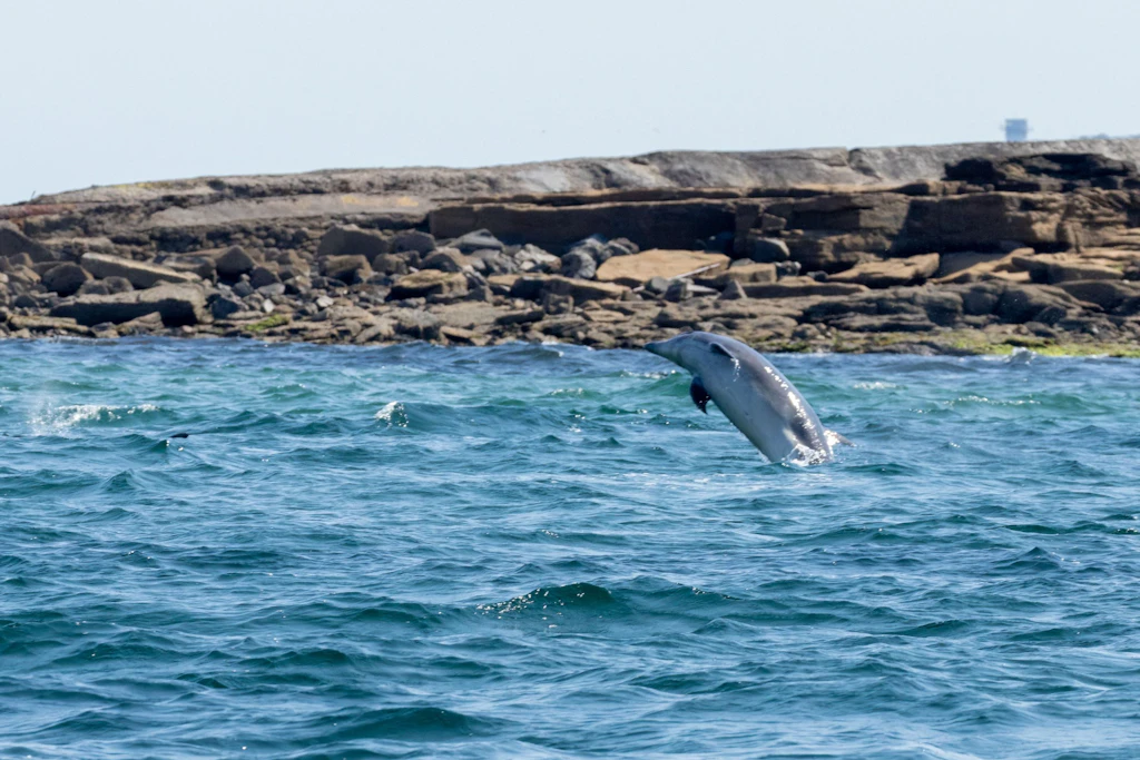 Ein Großer Tümmler in Küstennähe (Symbolbild). An der Cala Tirant auf Menorca schwamm am Montag ein Delfin stundenlang zwischen Strand und Felsen umher.