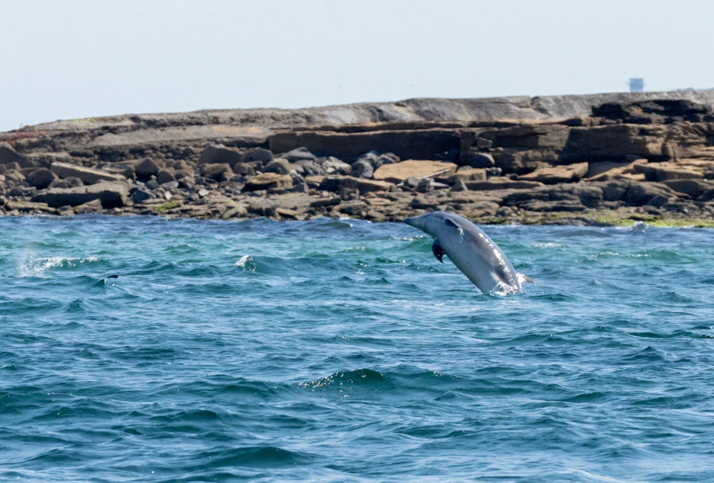 Delfin irrt an Menorca-Strand umher, Retter holen ein Surfbrett – am nächsten Morgen ist er tot