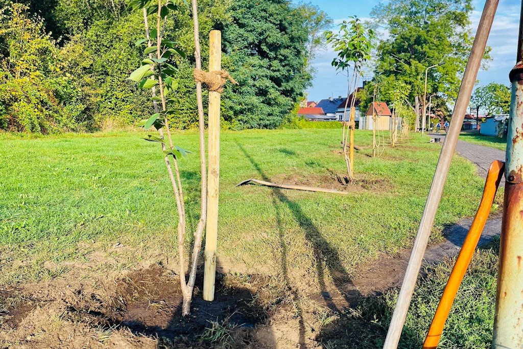Baumpaten in Tangerhütte: Für 43 neue Bäume kamen 9100 Euro zusammen.