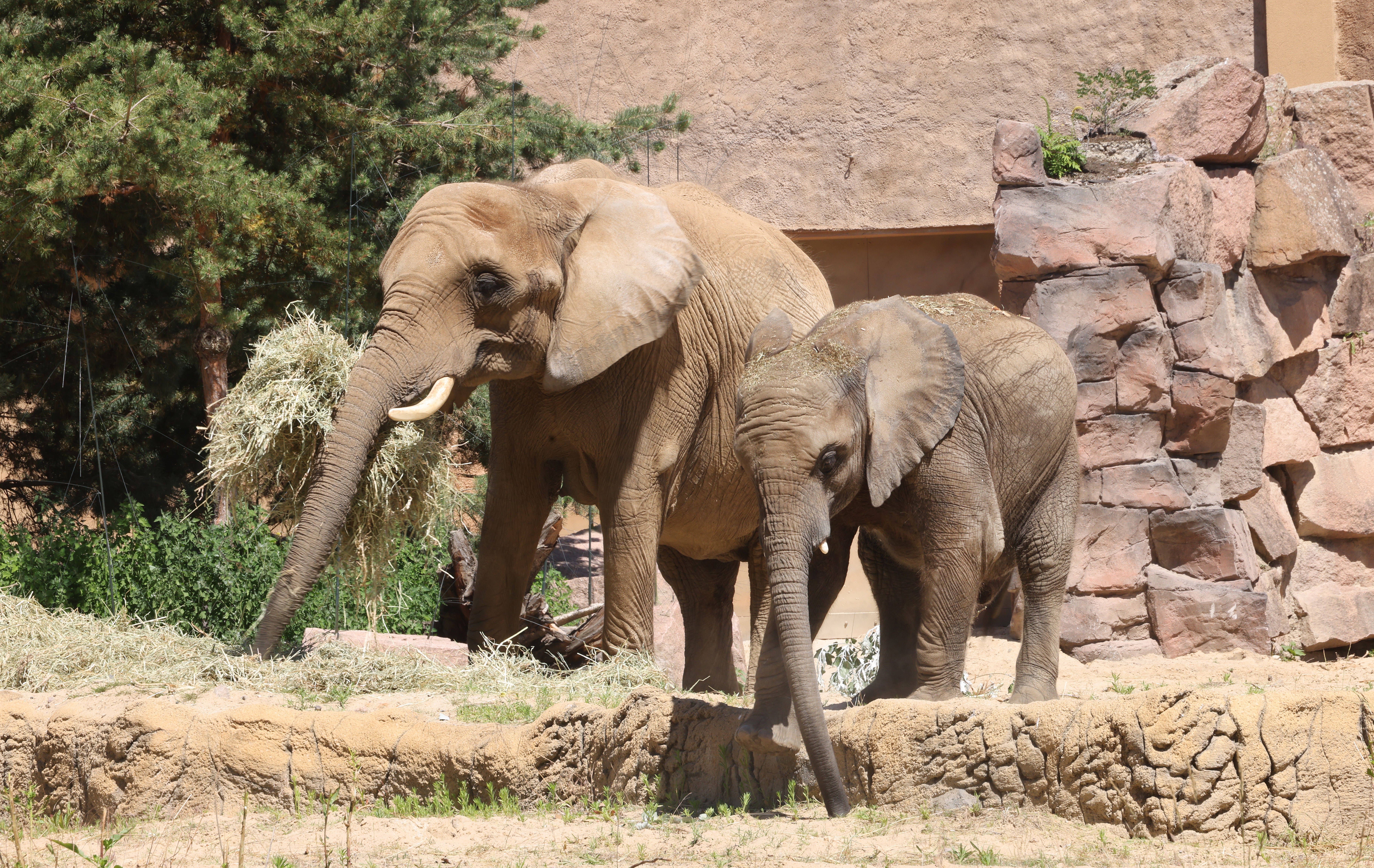 Tierpark: Kommt ein Zahnarzt zum Elefanten – kein Witz, sondern Notfall