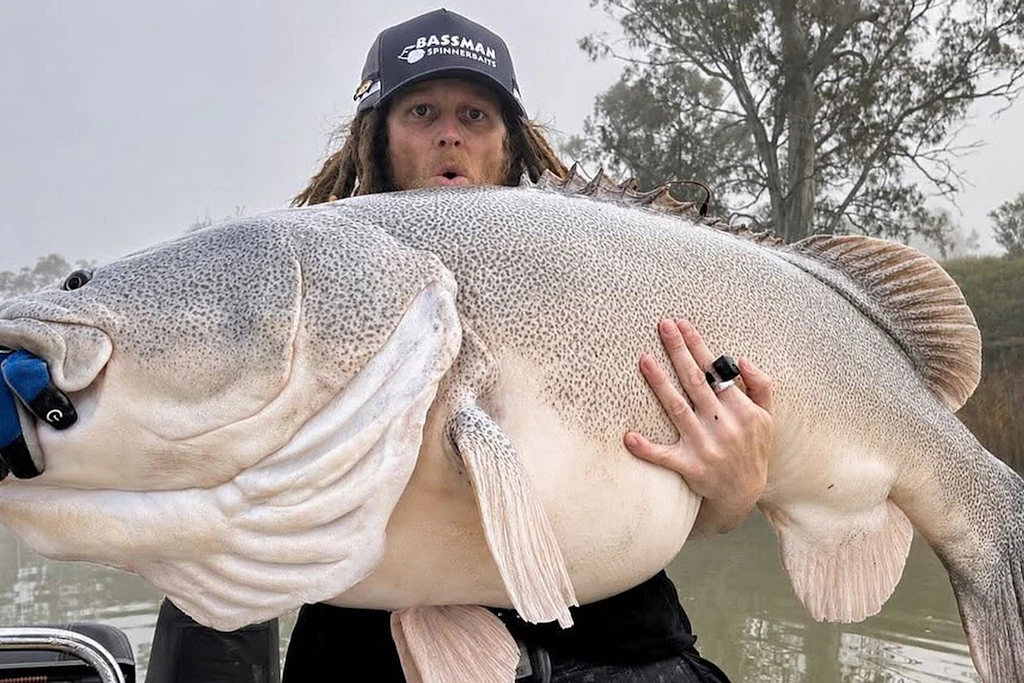 Kasey Parkinson mit seinem Rekord-Murray-Cod am Murray River in South Australia: Der Fisch maß 137 Zentimeter, gewertet wurden 135,5. Kurz nach dem Foto setzte der Angler ihn zurück.