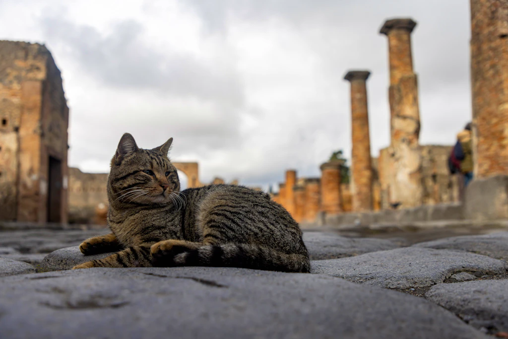 Liegt hier wie ein Hausherr: Eine Katze ruht auf dem römischen Straßenpflaster von Pompeji, die Säulen im Hintergrund interessieren sie wenig.