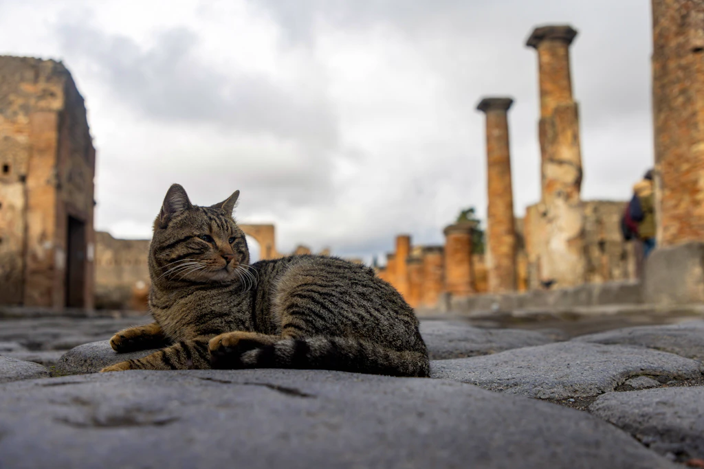 Pompeji-Urlauber aufgepasst: Warum Sie diese Katzen auf keinen Fall füttern dürfen