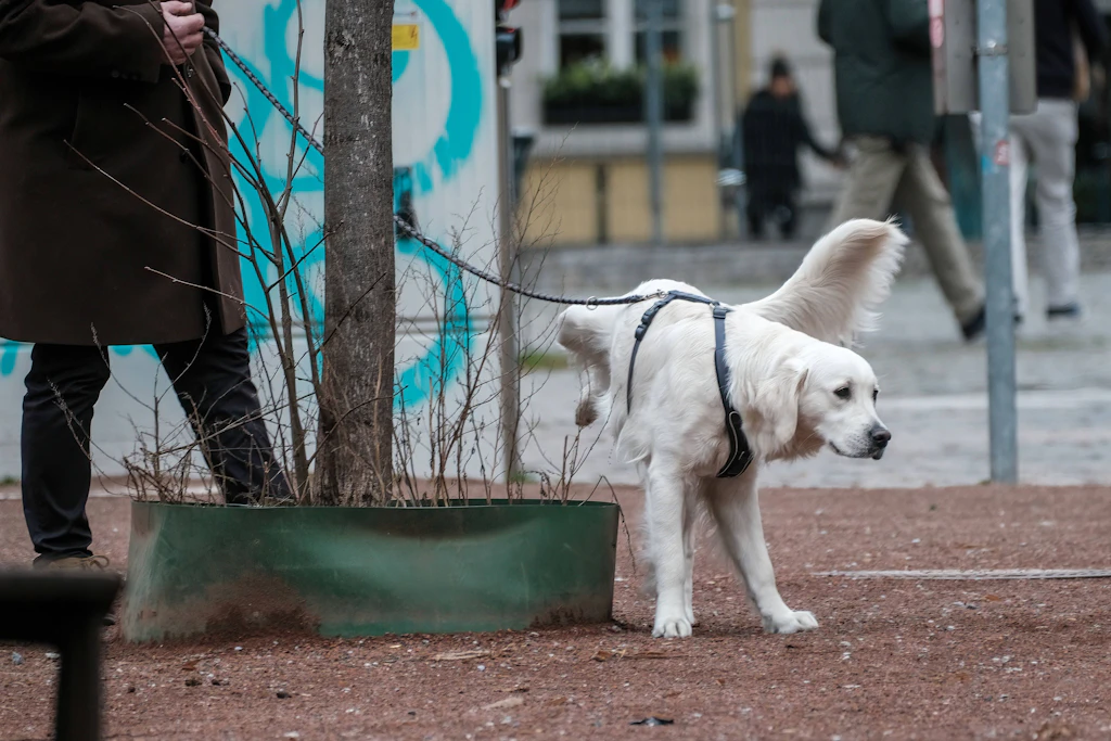 Bis zu 500 Euro Strafe: Hier müssen Hundehalter beim Gassigehen jetzt Wasser mitnehmen