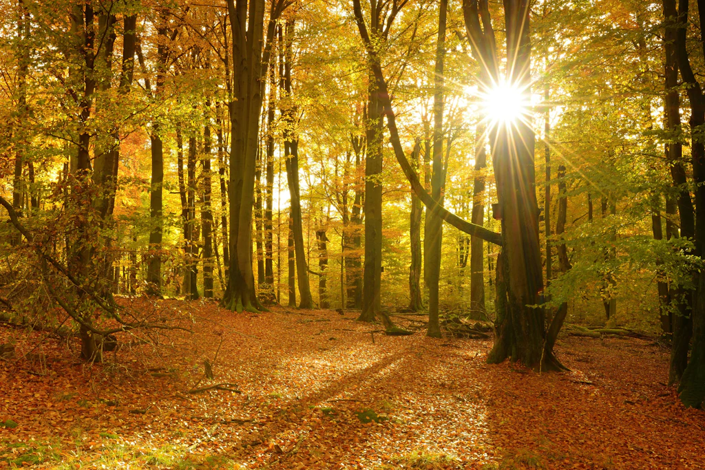Bis 18 Grad und Sonne: Ab morgen kehrt der goldene Herbst zurück – aber nicht für alle