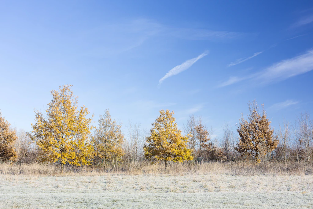 Bereifte Wiese, Herbstlaub, blauer Himmel: Nach Frostnächten bis minus 5 Grad bringt das Hoch tagsüber noch einmal Sonne. Ab Mittwoch ist damit Schluss. (Symbolbild)