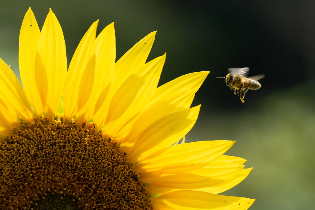 Nicht nur Bienen, sondern auch die Bauern fliegen zunehmend auf Sonnenblumen.