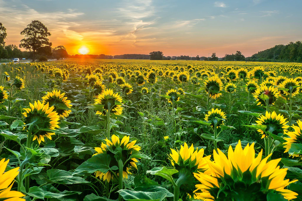 Dieses Sonnenblumenfeld leuchtet im Morgenrot an der B105 bei Ribnitz-Damgarten, Mecklenburg-Vorpommern (Symbolfoto).