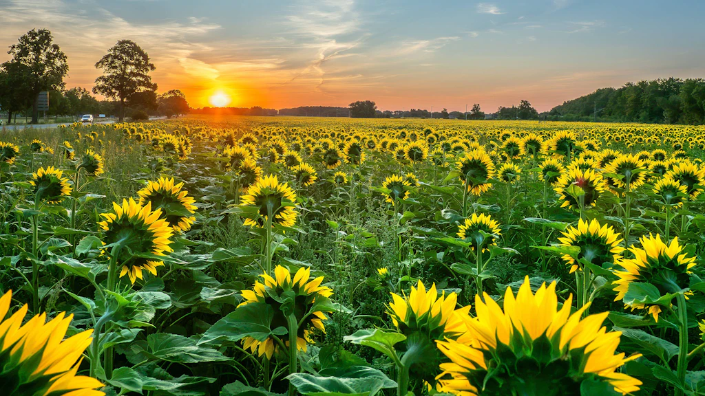 Im Osten geht die Sonne(nblume) auf: Warum der Anbau für Landwirte immer lukrativer wird