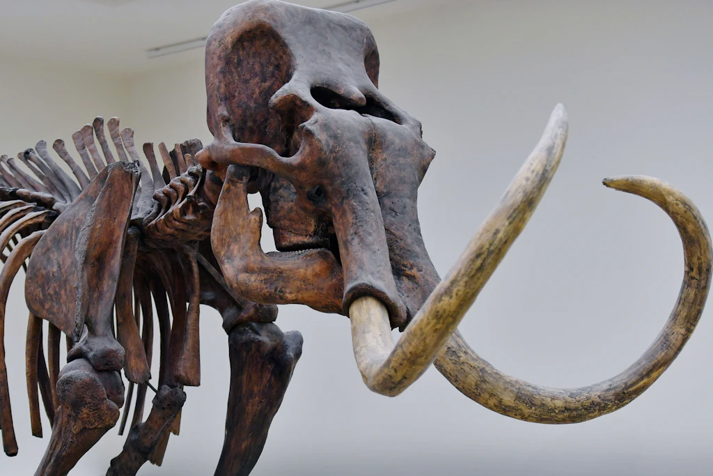 Das Skelett eines wollhaarigen Mammuts steht in der Ausstellung des Landesmuseums für Vorgeschichte