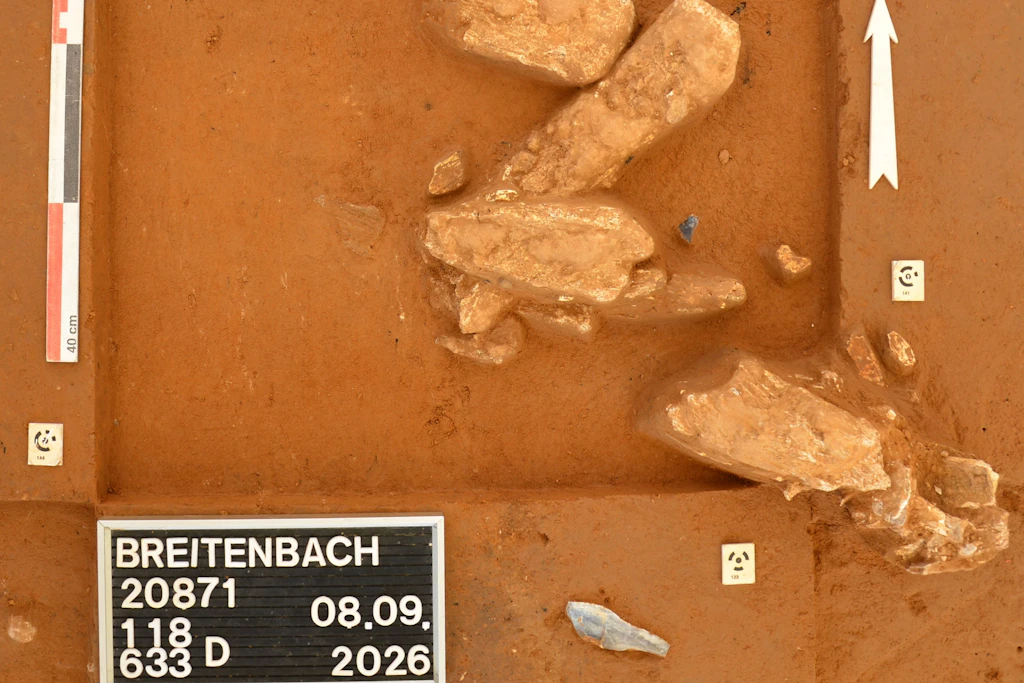 Erstmals seit fast 100 Jahren neu entdeckt: eine dichte Konzentration von Mammutknochen, vergesellschaftet mit Steingeräten aus Feuerstein. Oben links im Bild: ein durchbohrter und wohl als Anhänger verwendeter Zahn eines Eisfuchses.