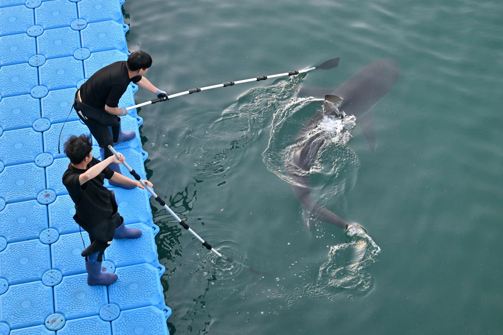 Südkoreanische Einsatzkräfte bei der Rettungsaktion für den Hai „Bukangi“ am 21. Oktober im Hafen von Busan.